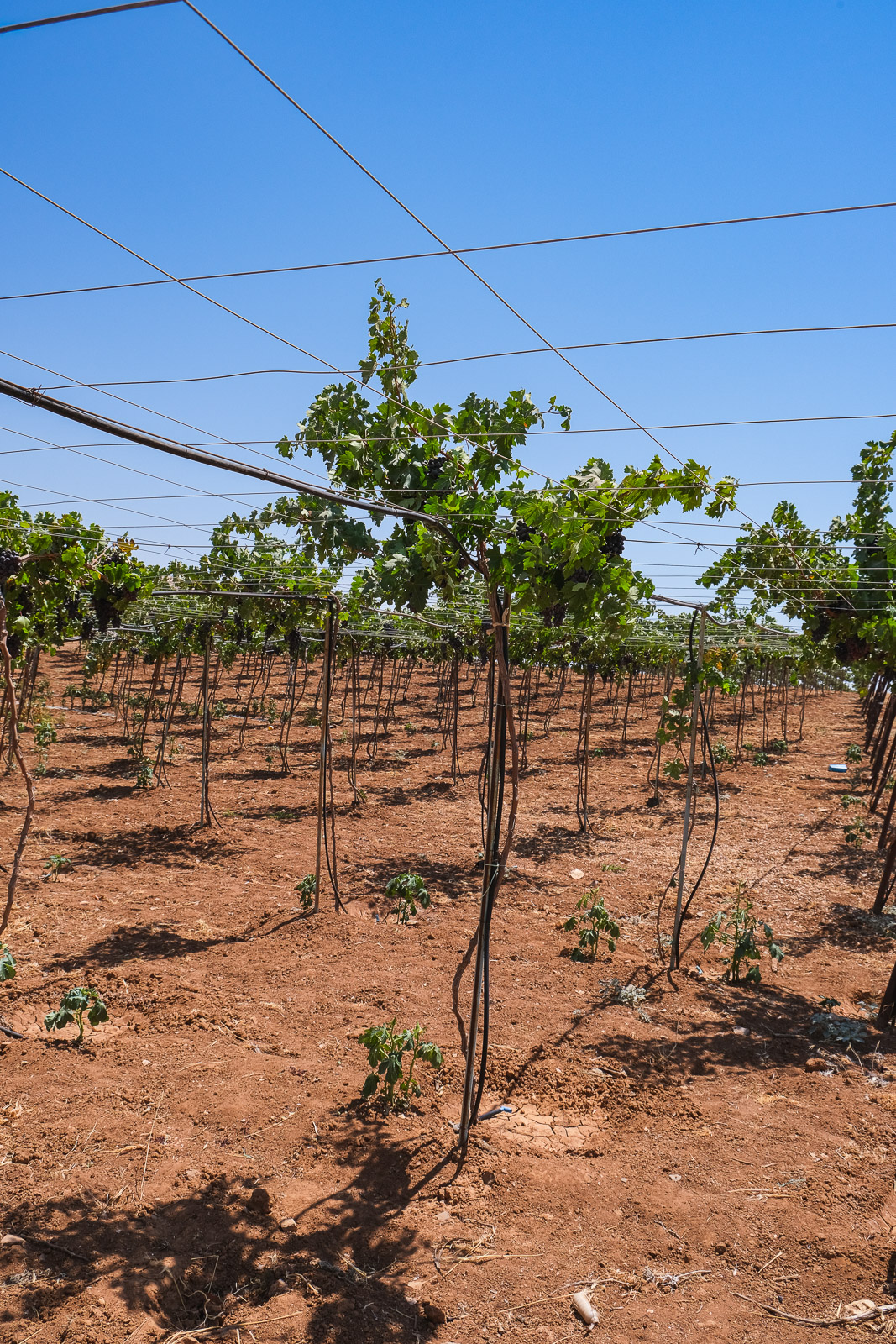 Vines