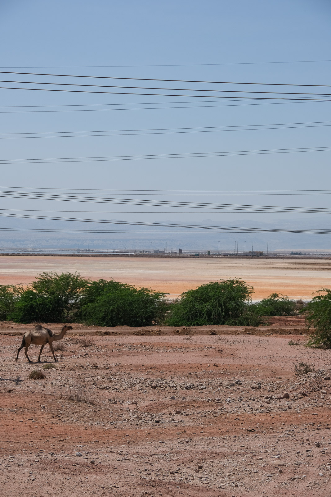 Camel walking