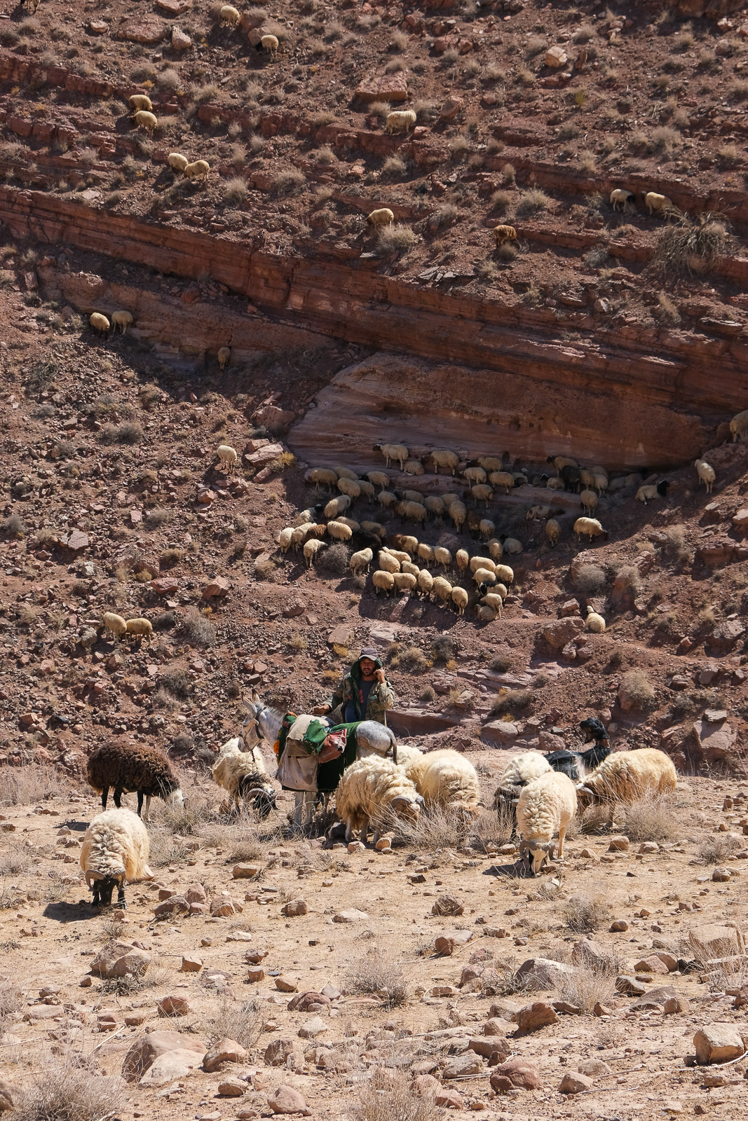 Shepherd with goats