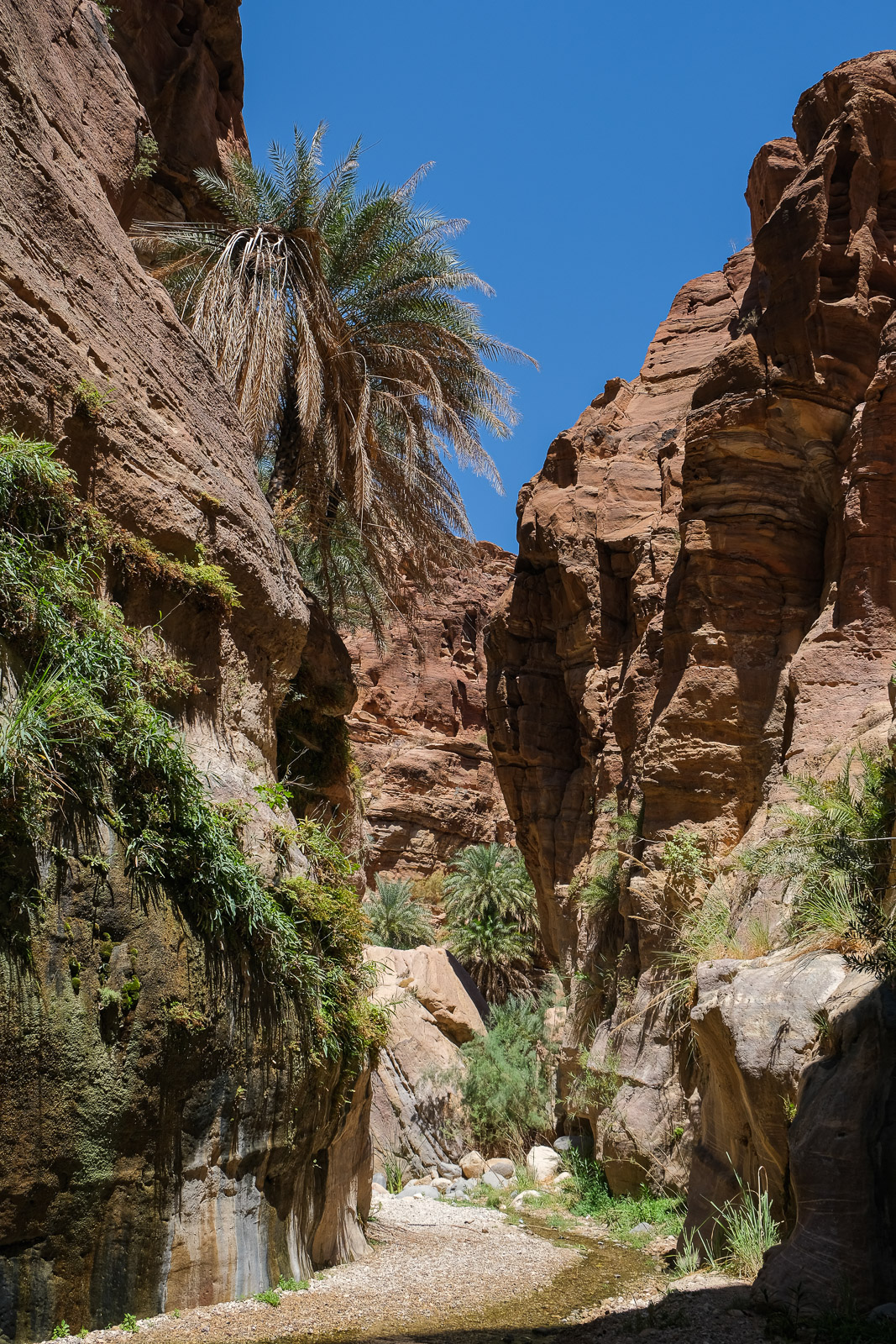 Wadi Ghuweir lush=