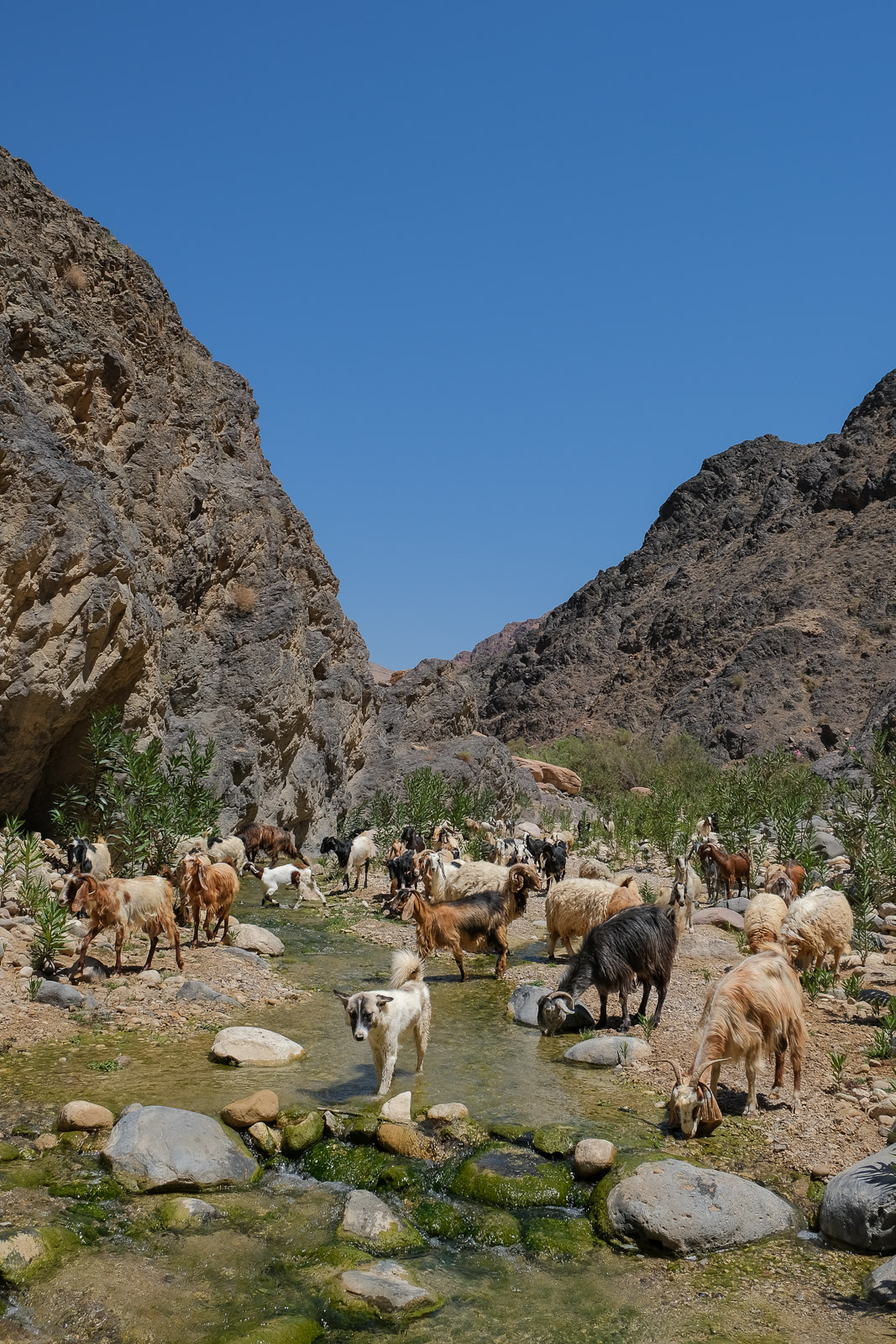 Wadi Ghuweir goats=