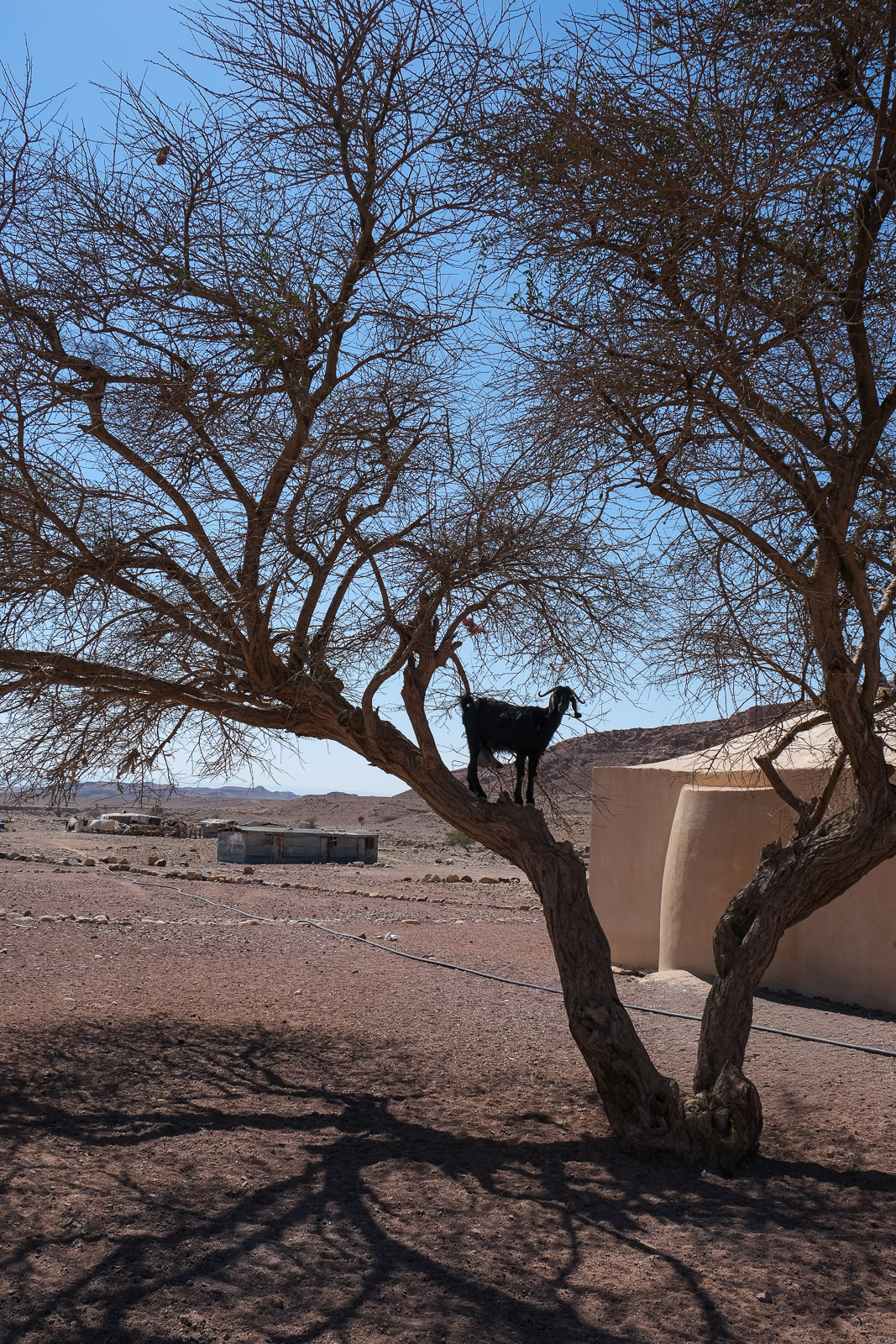 Goat in tree