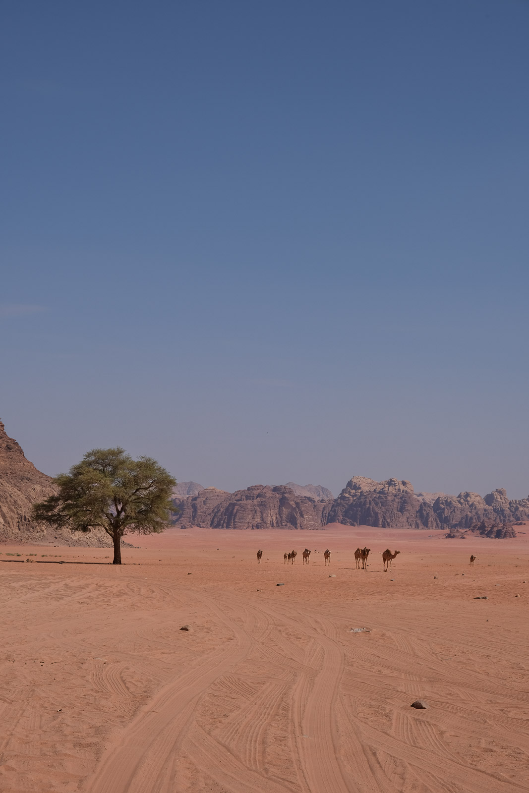 Far camels=