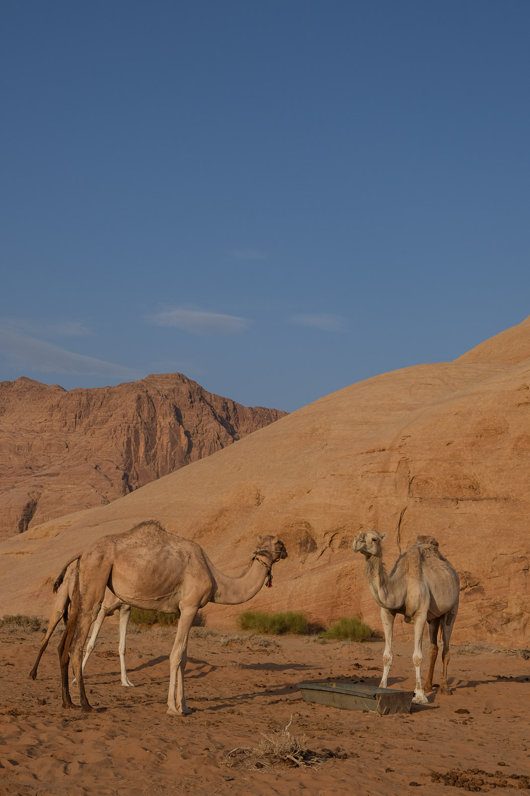 Close-up camels=
