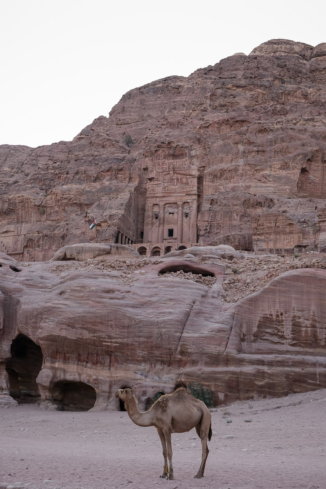 Camel in front of tombs=