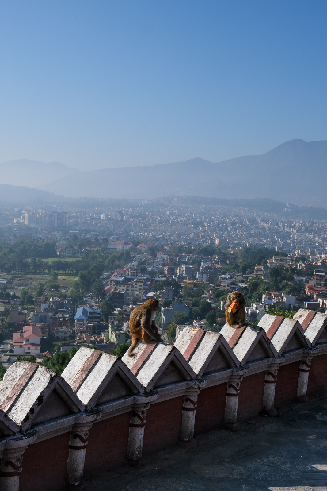 Monkeys on ledge=