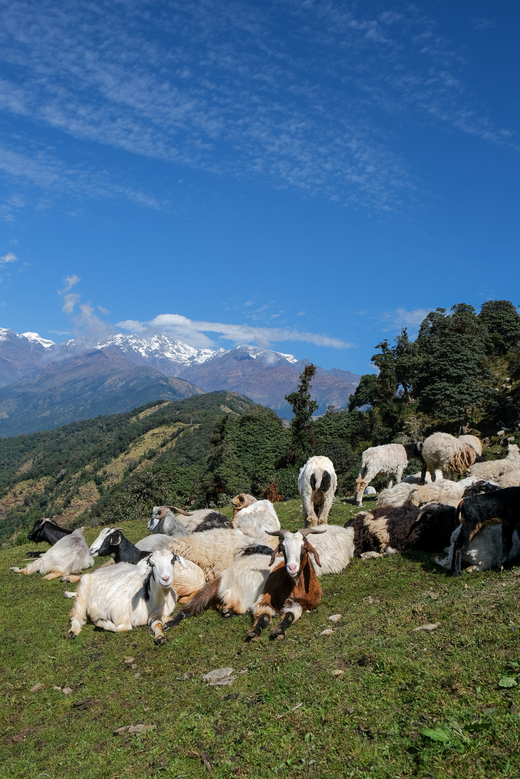 Goats=