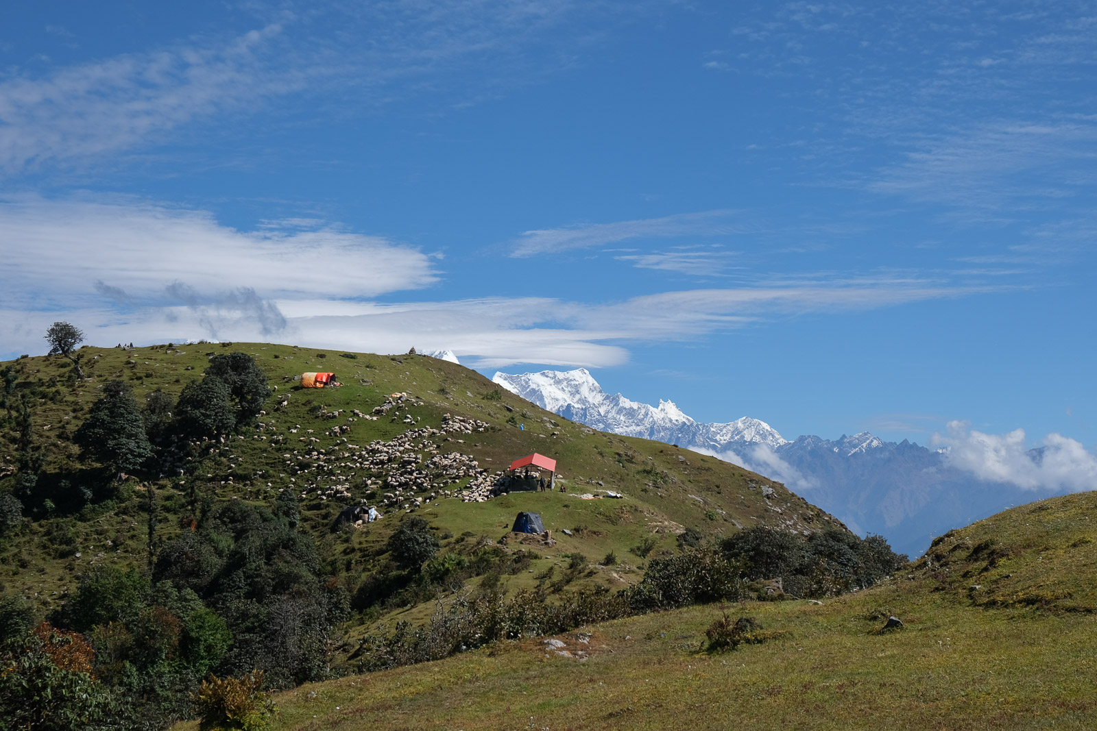 Goats in the distance=