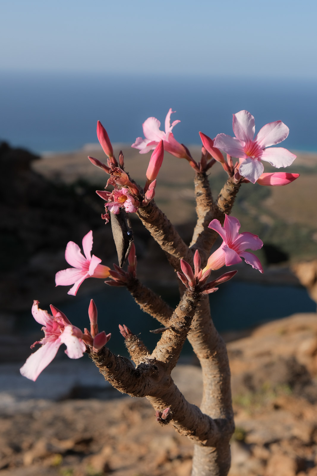 Pink flowers=