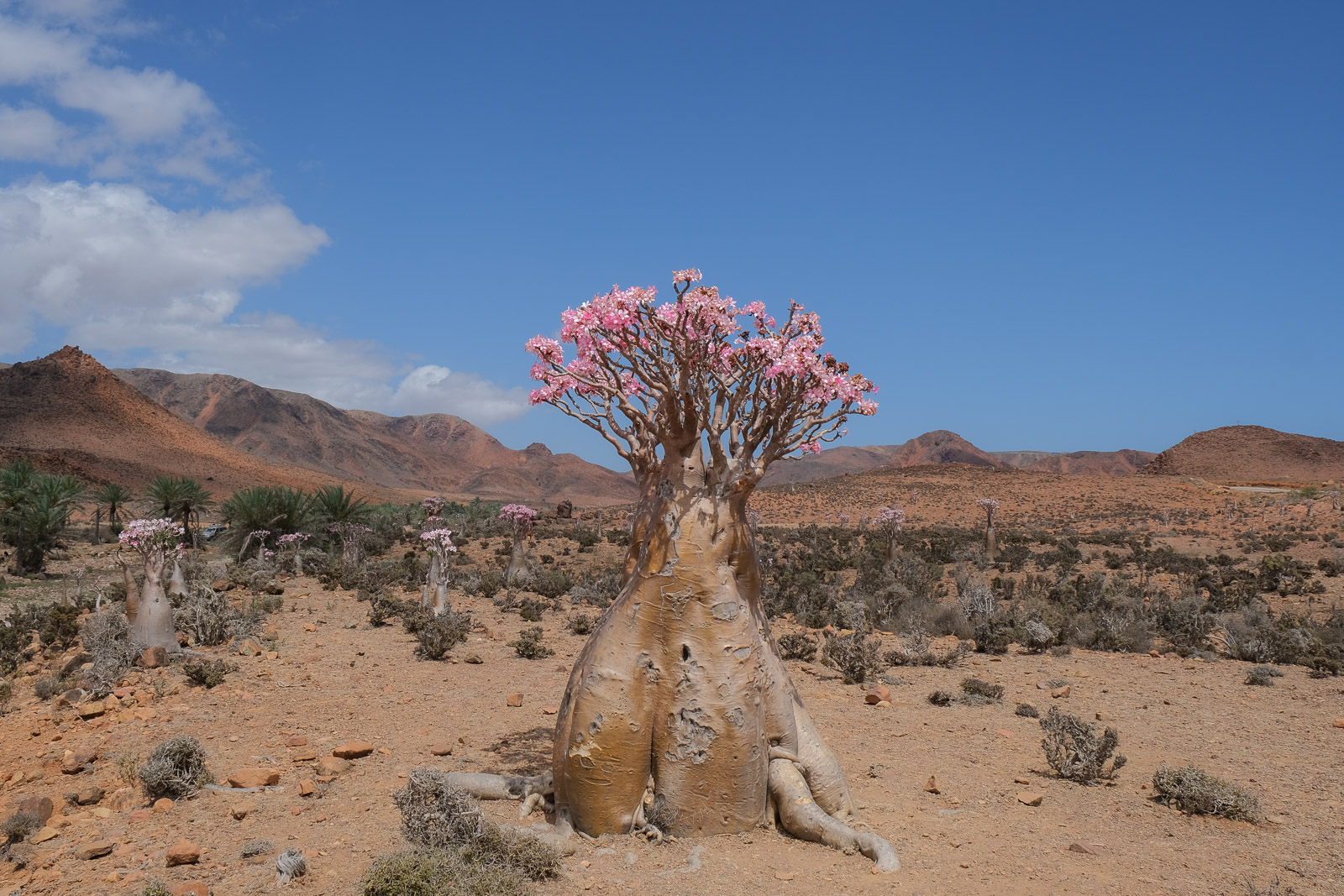 Lone bottle tree=