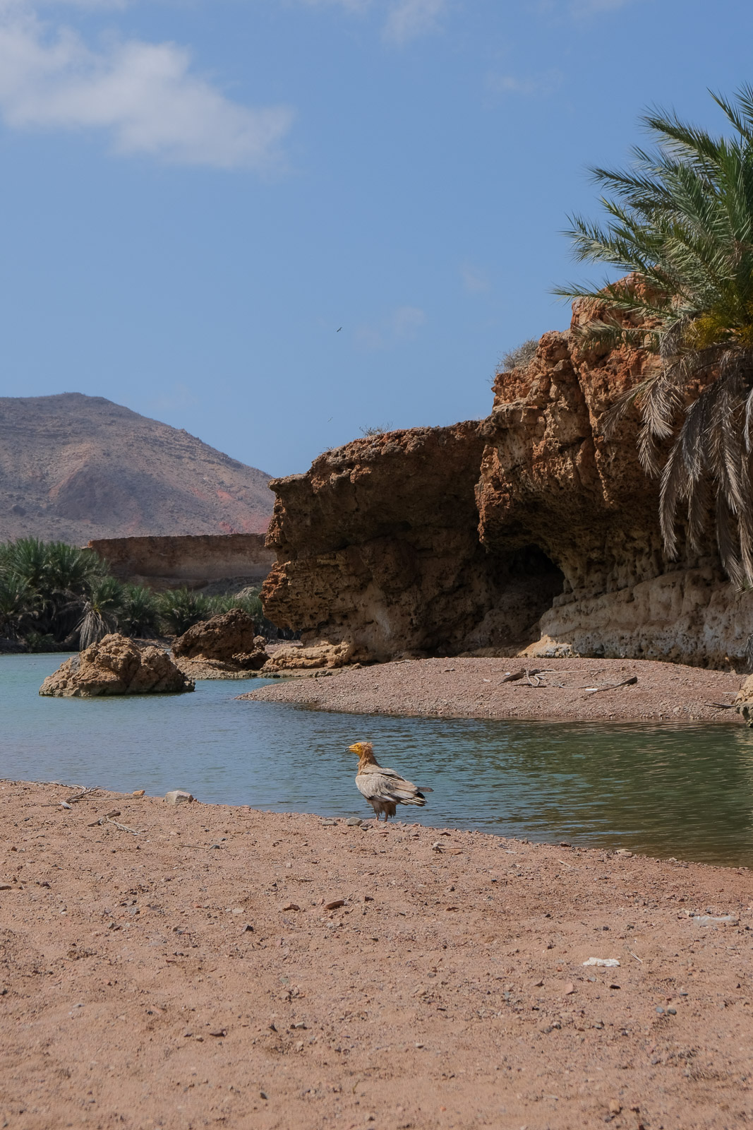 Egyptian vulture=