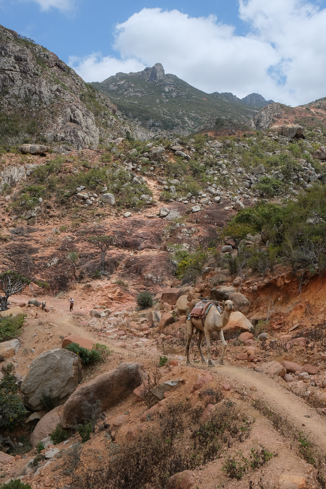 Camel on trail=