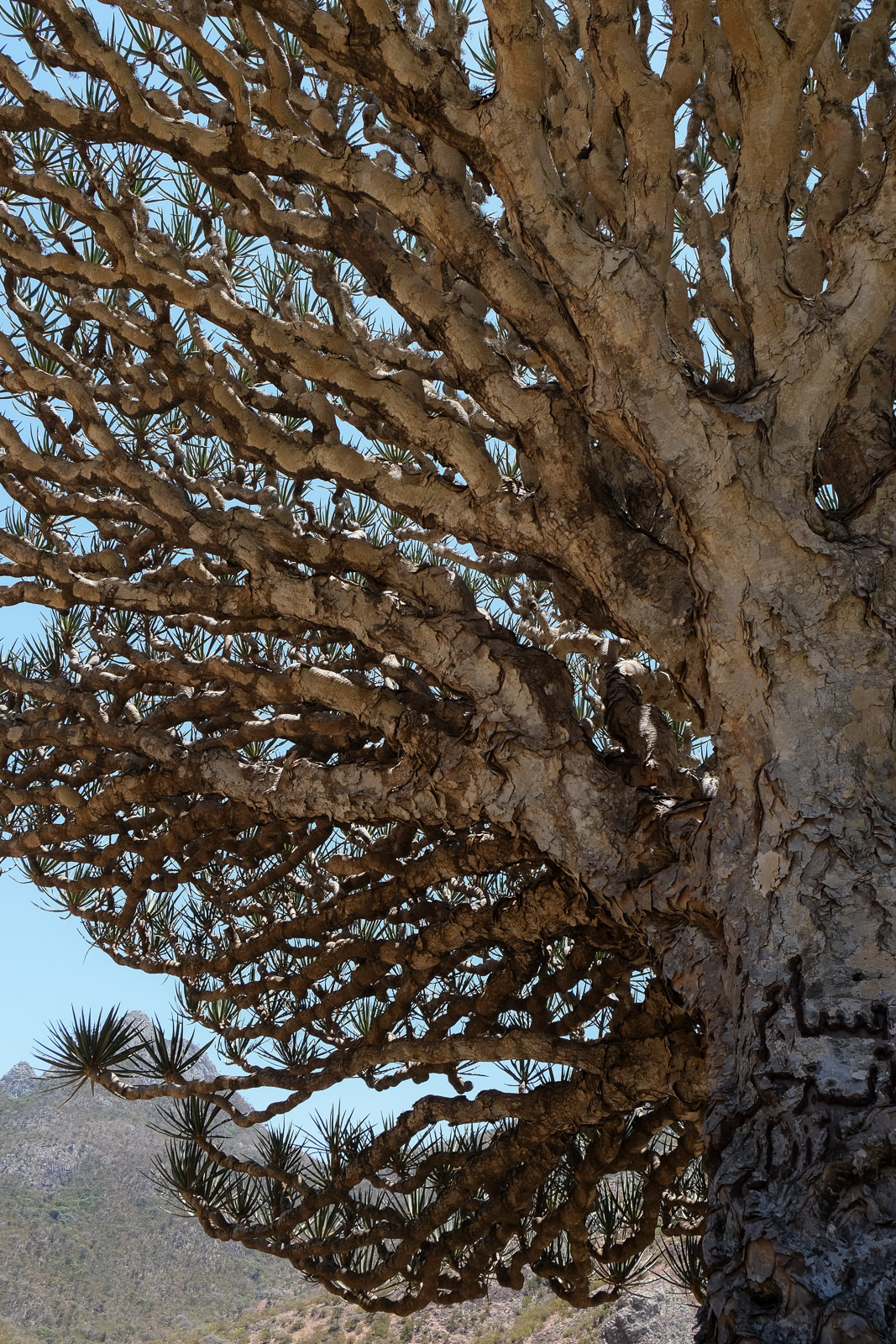 Dragon tree branches=