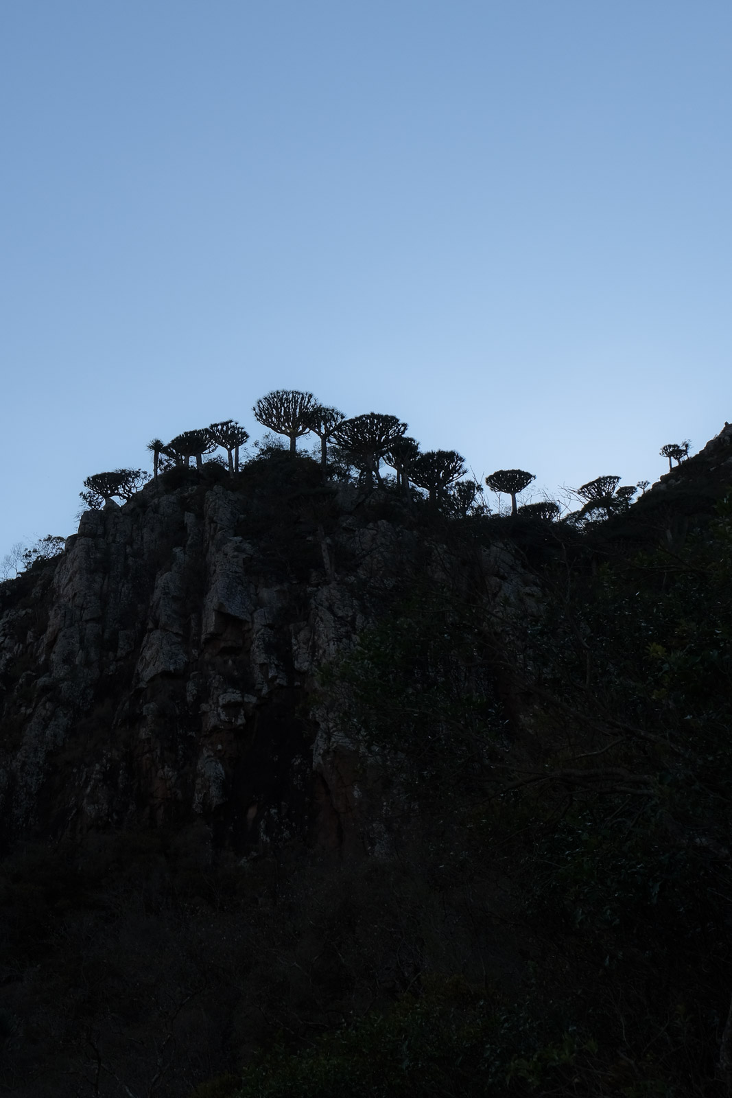 Dragon tree profiles=