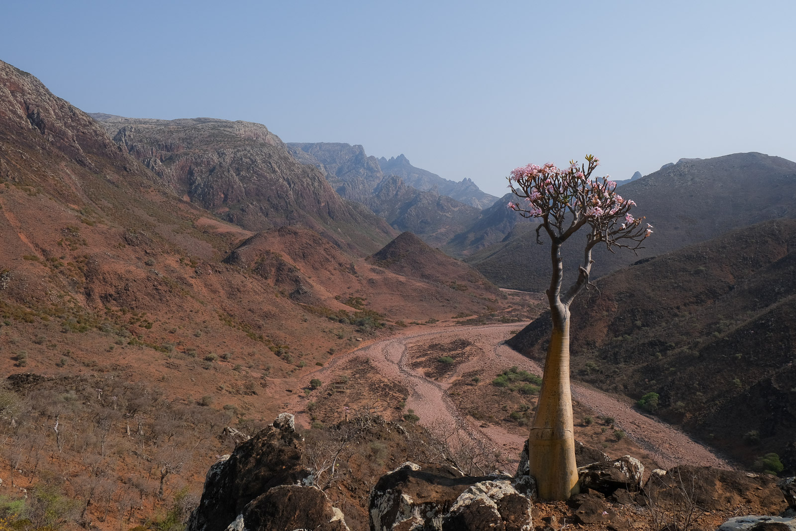 Valley with bottle tree in foreground