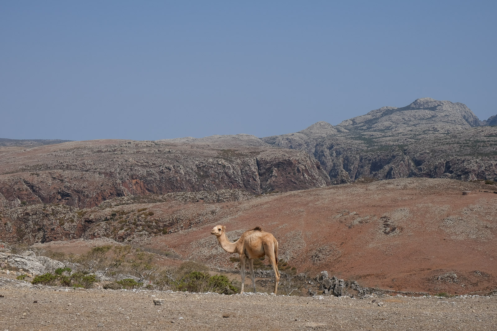 Camel=
