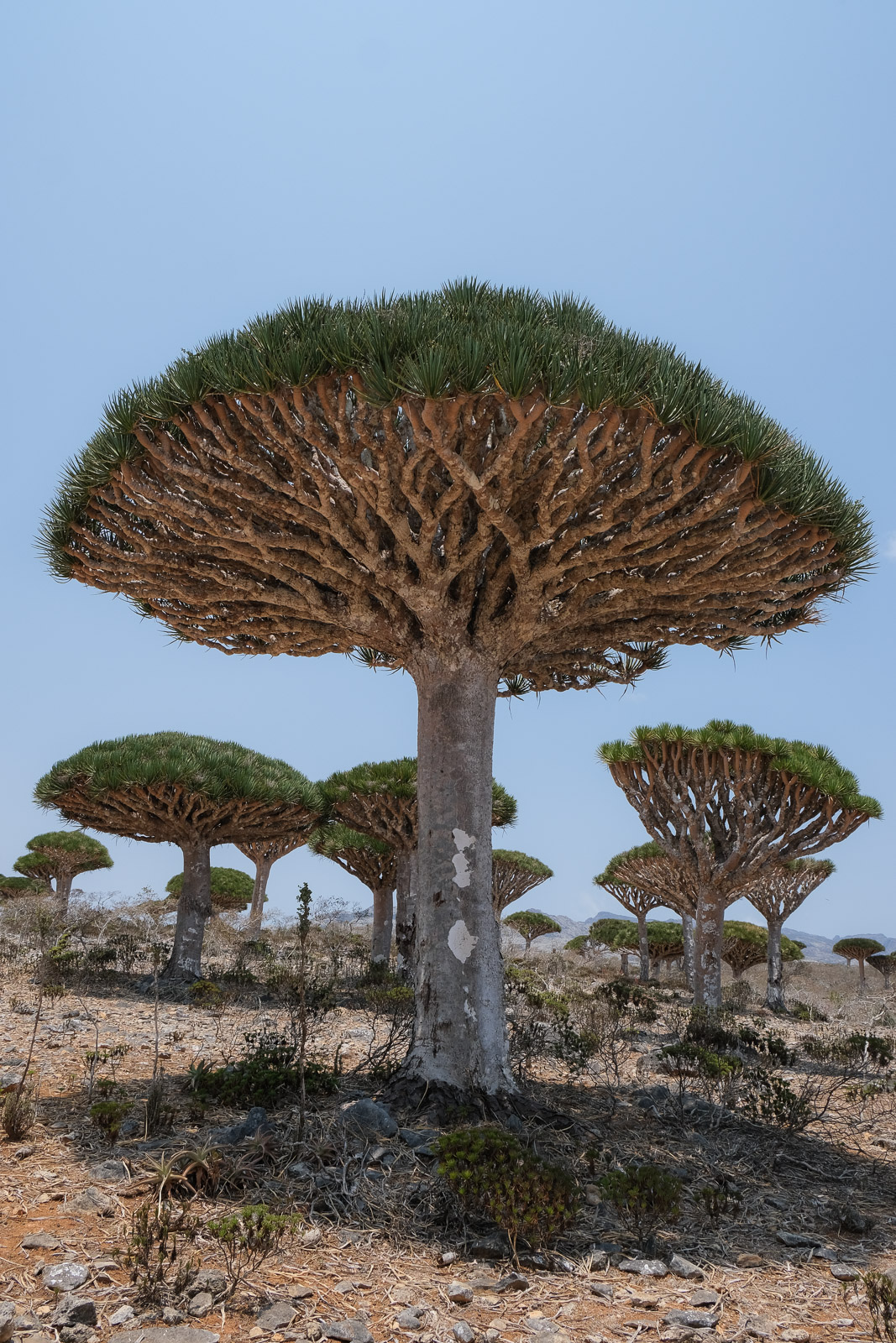 Socotra