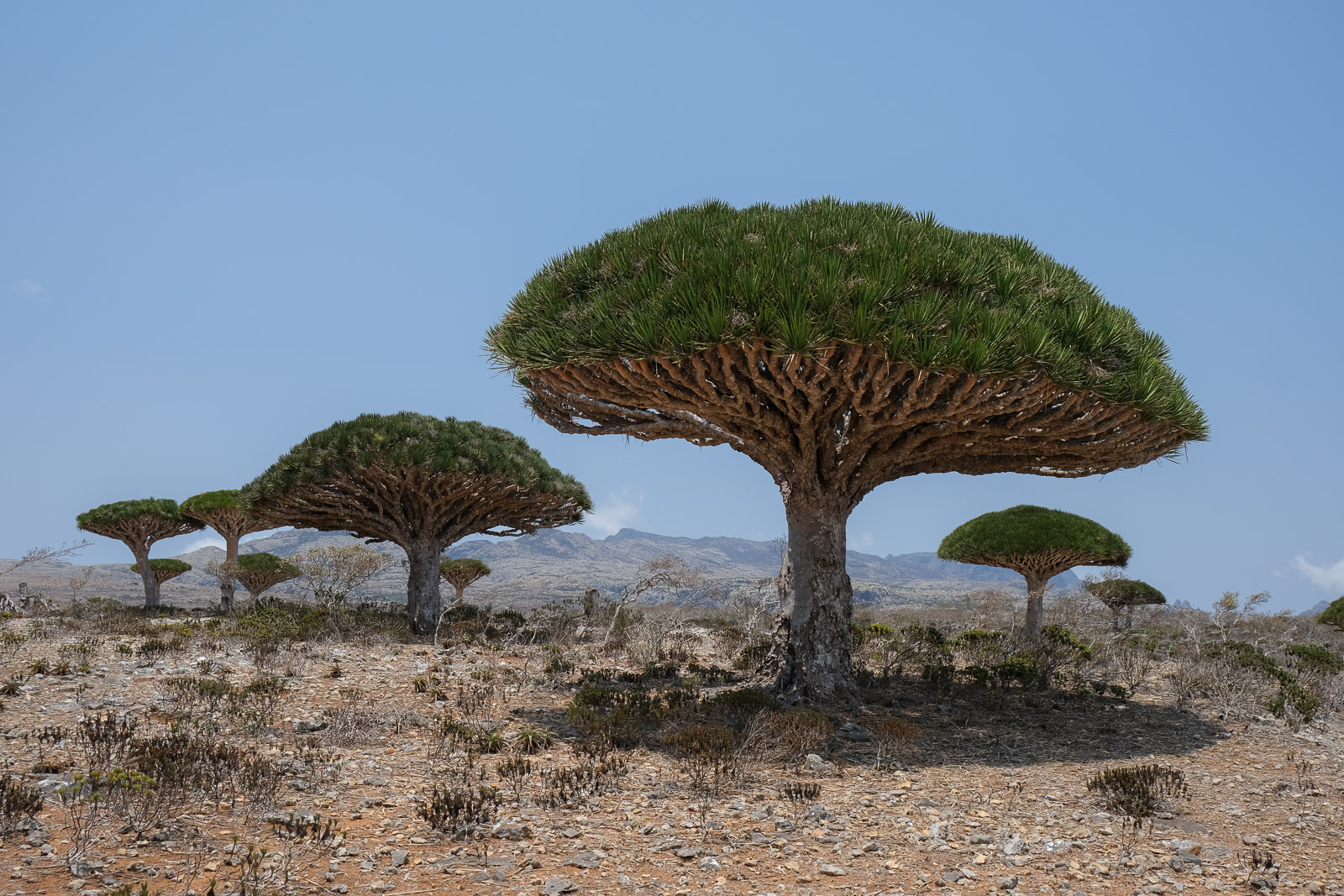 Trees=