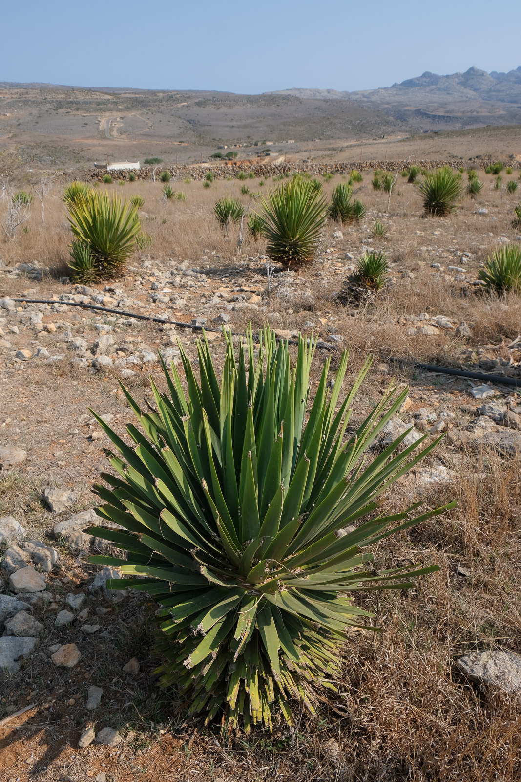 Baby dragon's blood tree=
