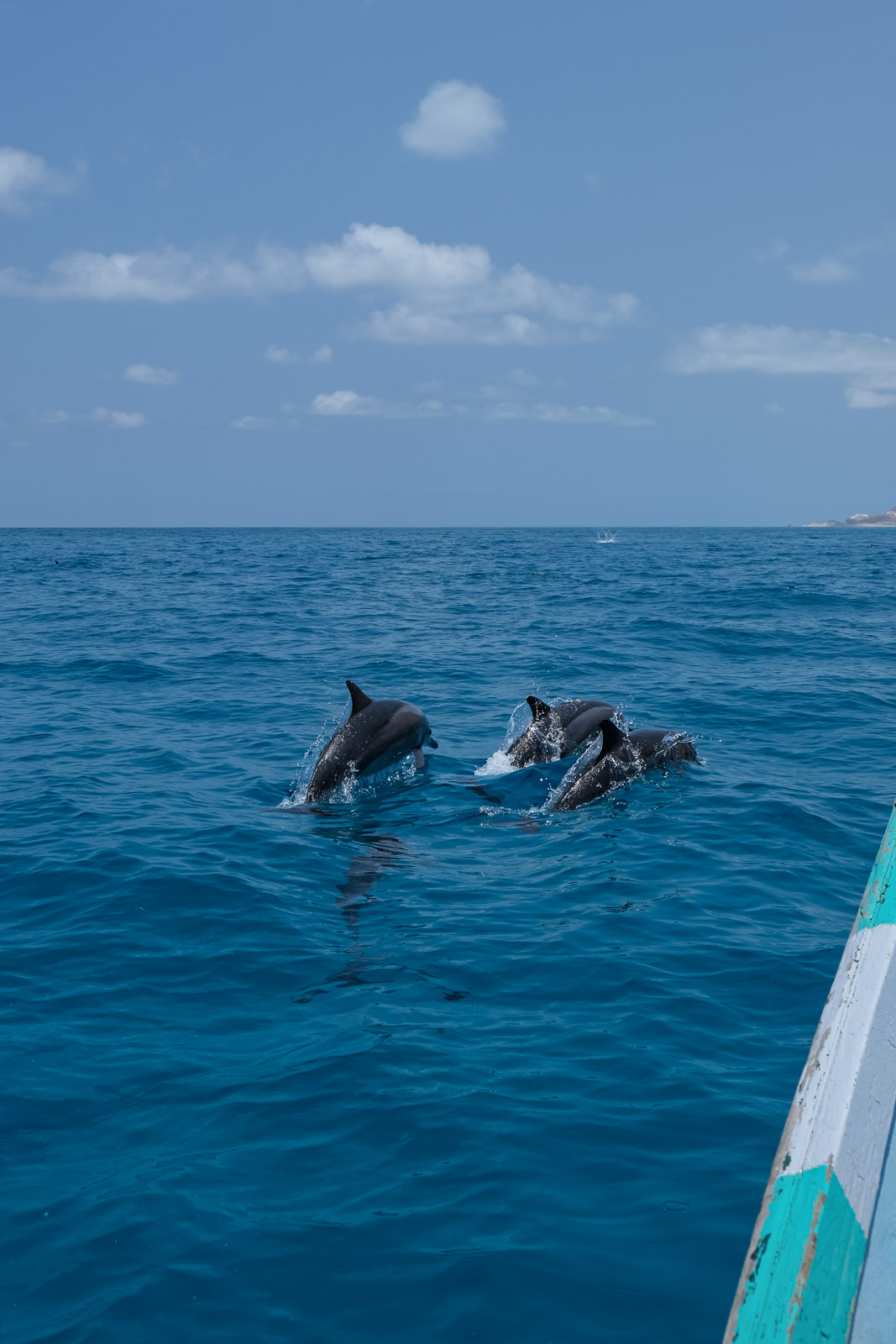 Dolphins2=