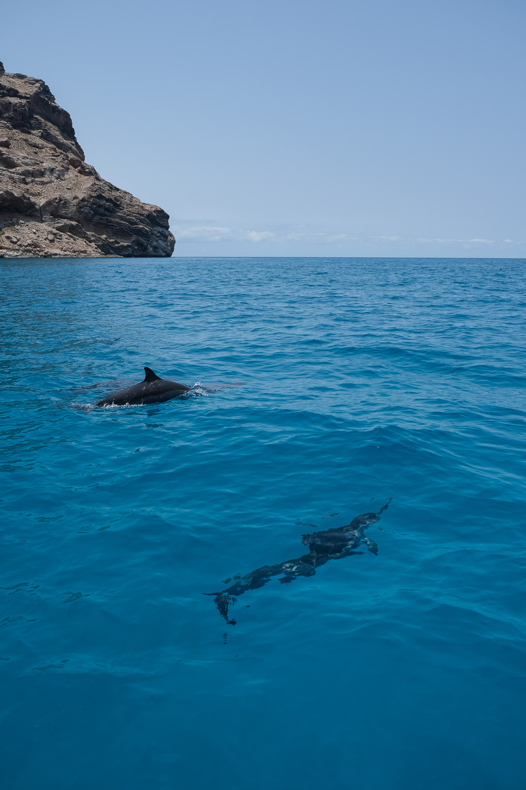 Dolphins1=