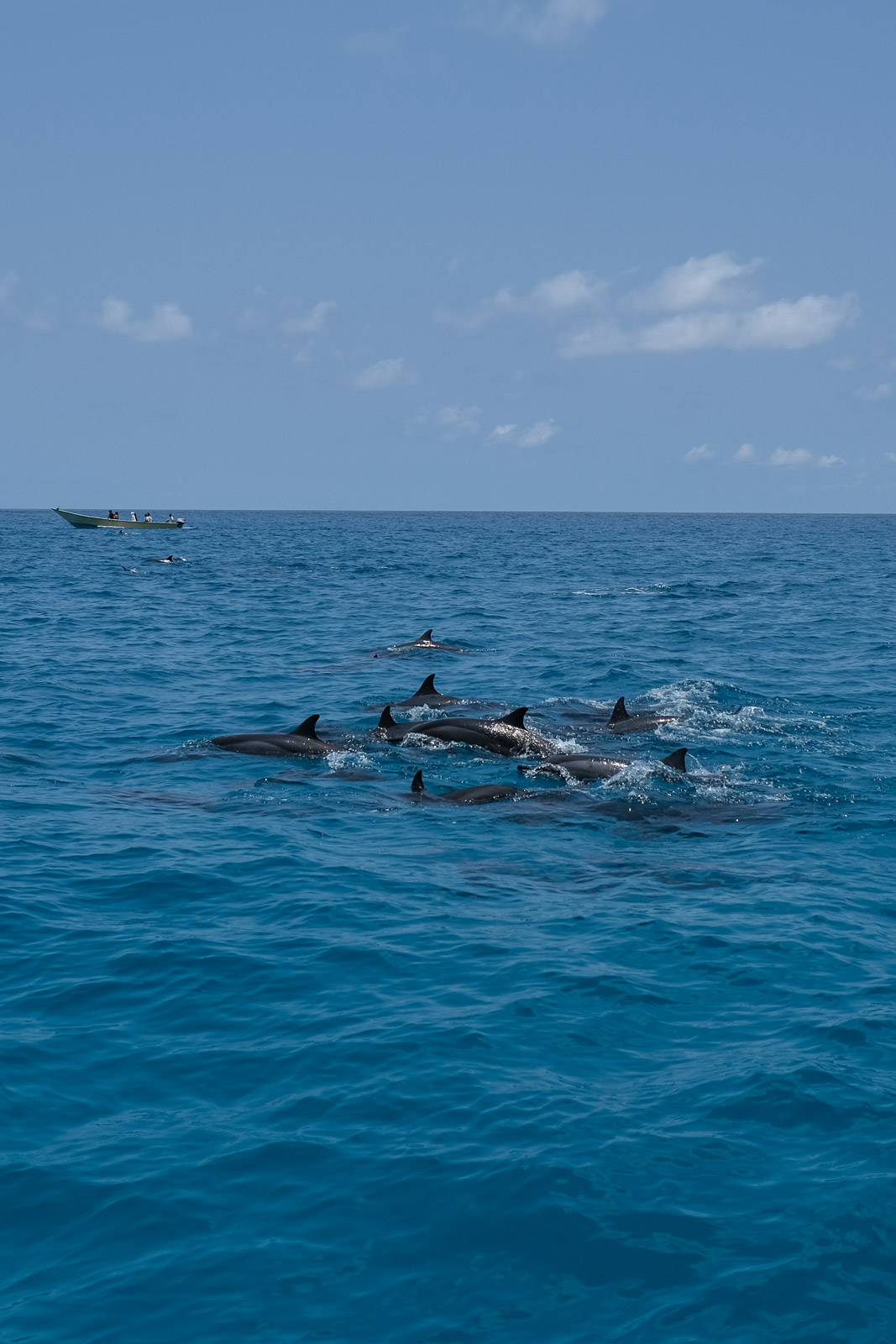 Dolphins3=