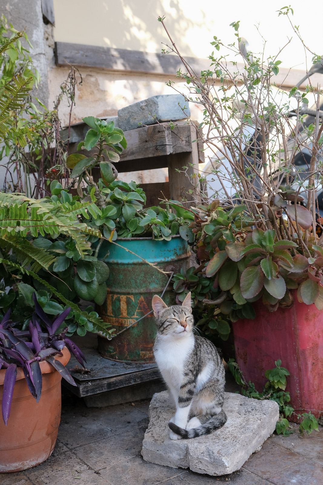 Cat with potsn=