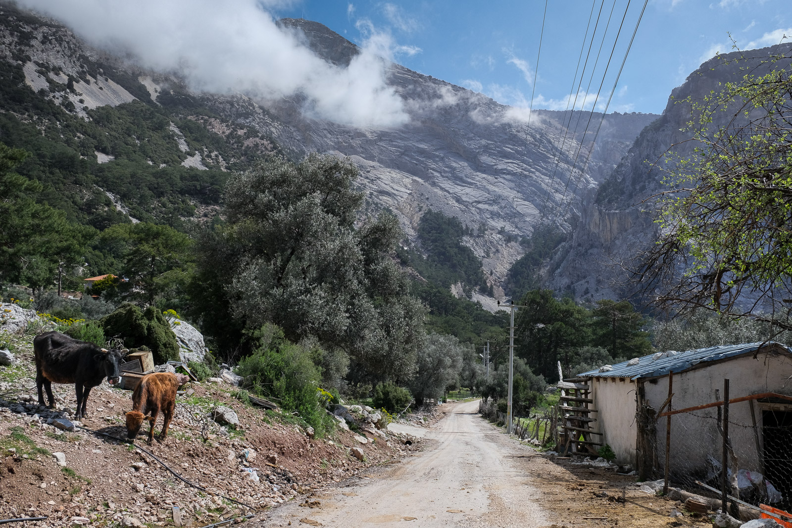 Village road with cows=
