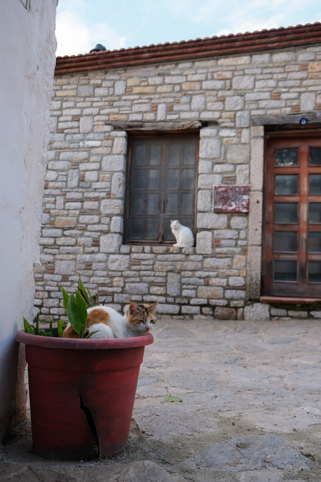 Cat in flower pot=