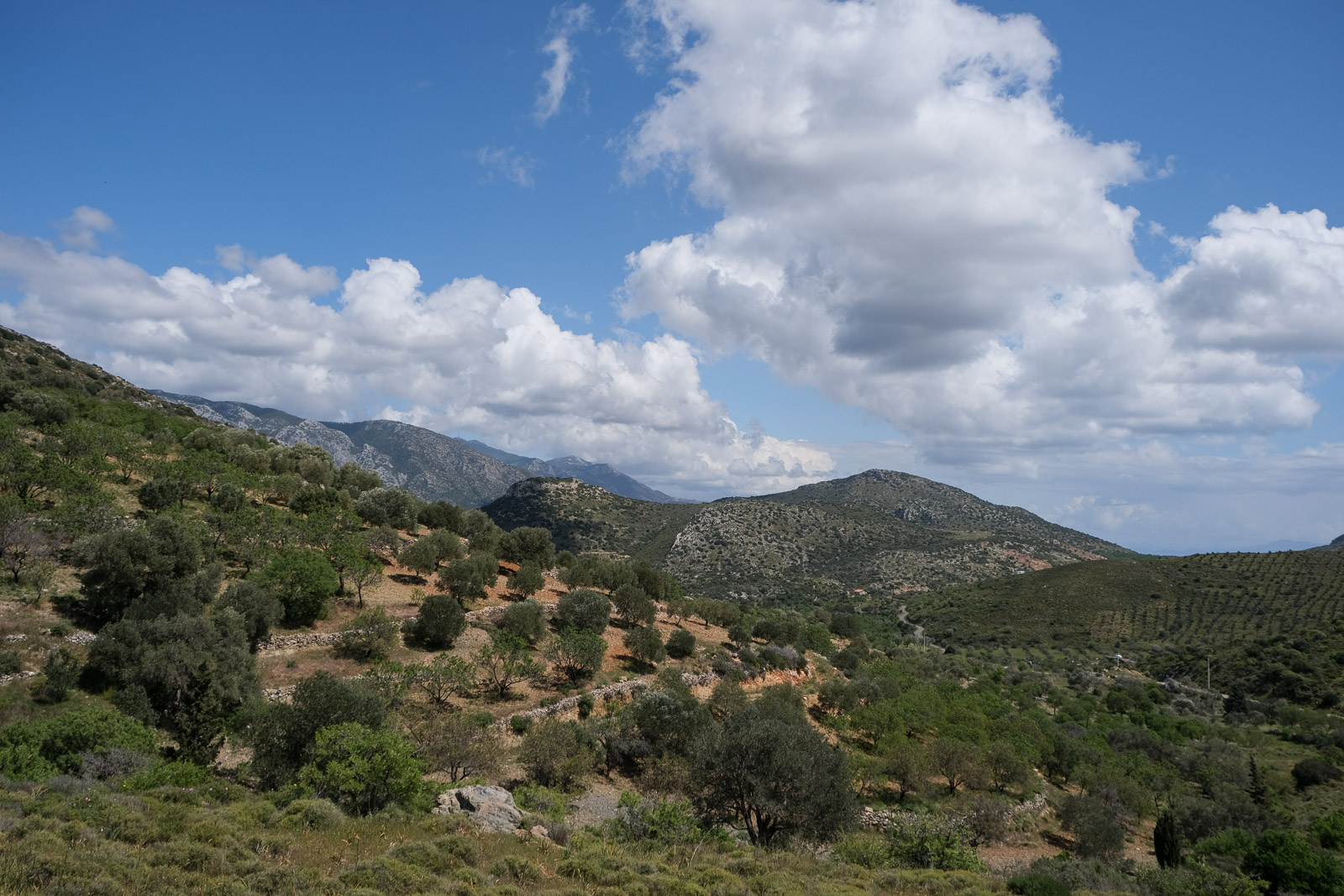 Olive trees=