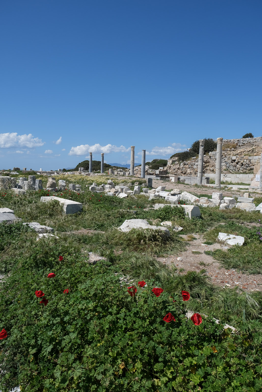 Columns & poppies=