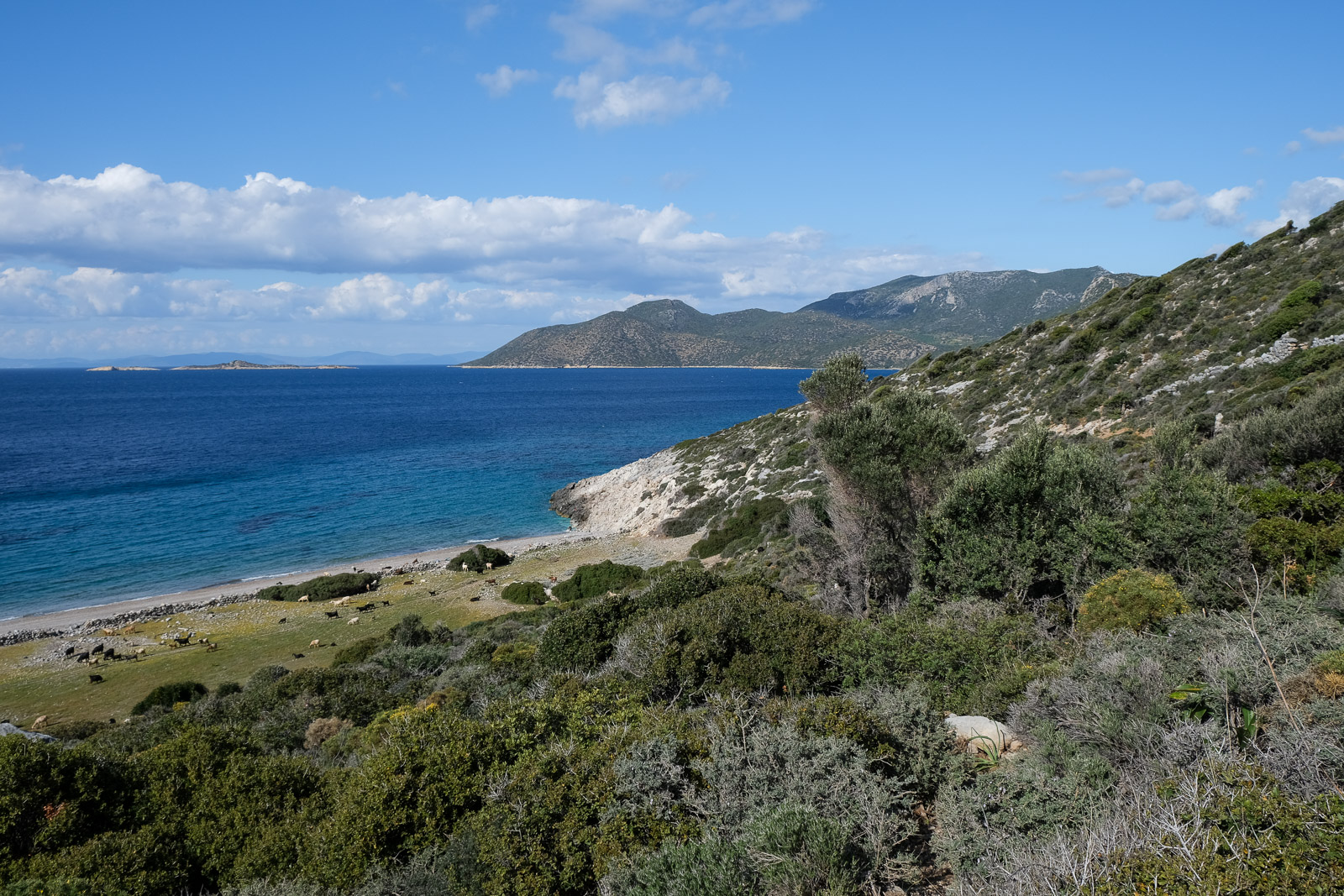 Landscape with beach and goats=