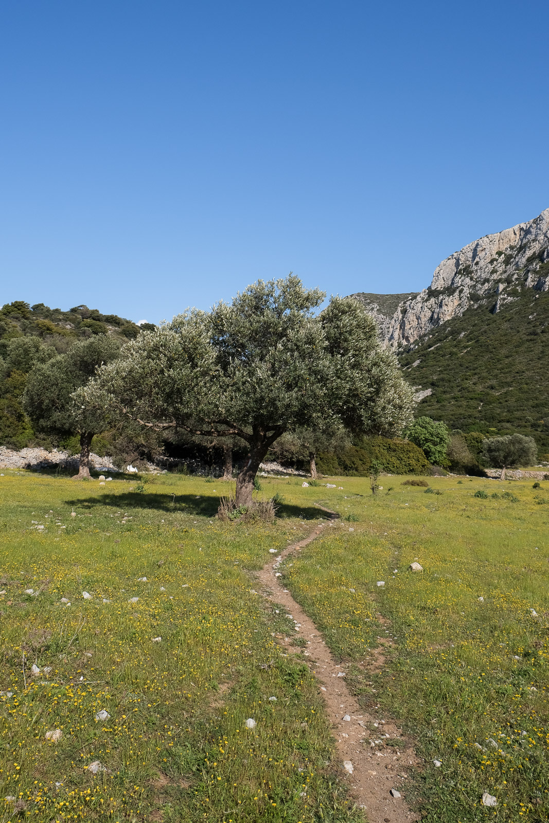 Olive tree