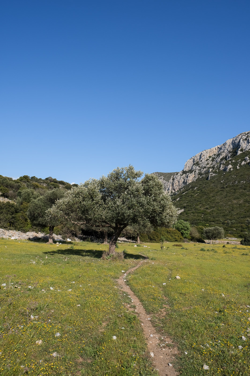 Olive tree=