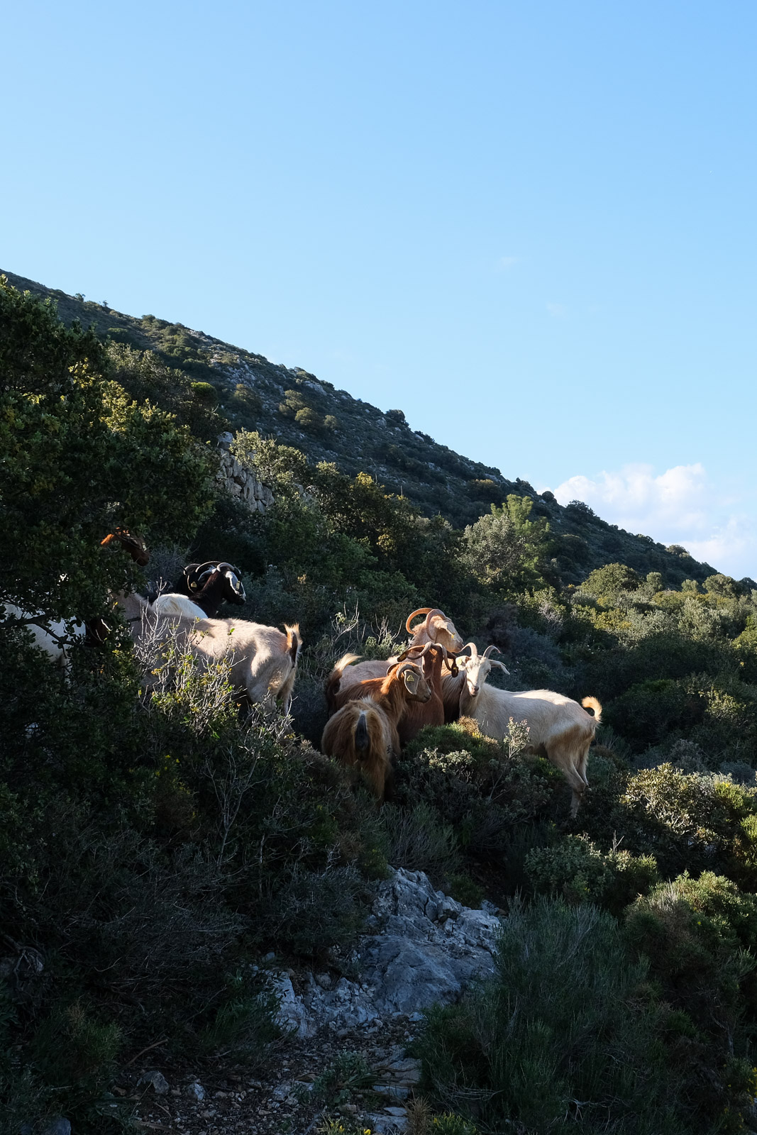 Goats=