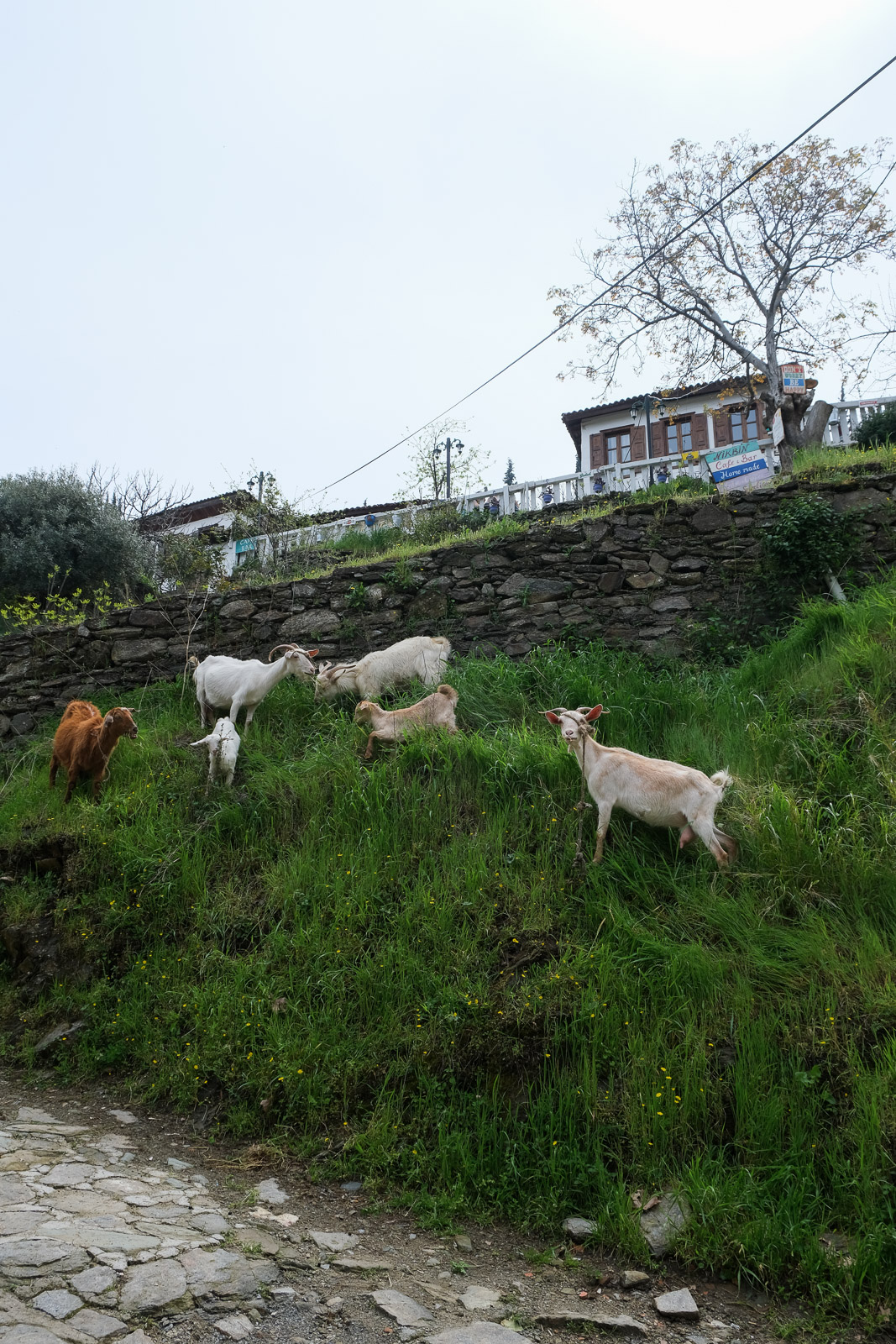 Goats=