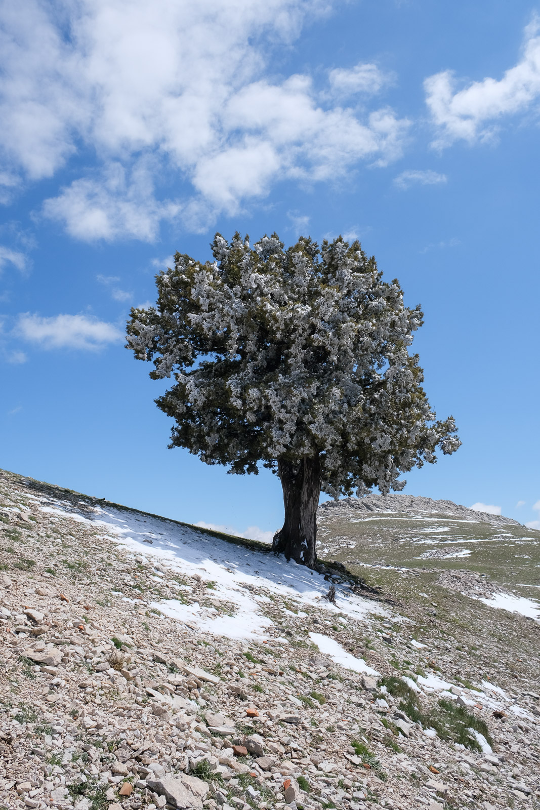 Frozen tree=