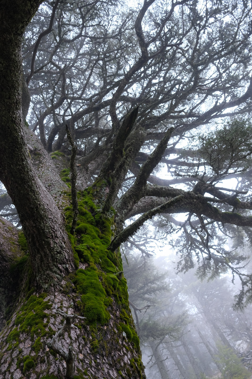Tree in fog=